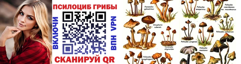 Псилоцибиновые грибы Cubensis  Тверь 